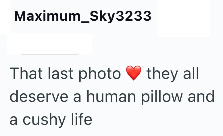 Maximum_Sky3233 That last photo they all deserve a human pillow and a cushy life