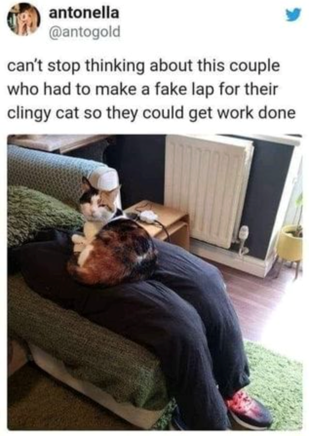 antonella @antogold can't stop thinking about this couple who had to make a fake lap for their clingy cat so they could get work done