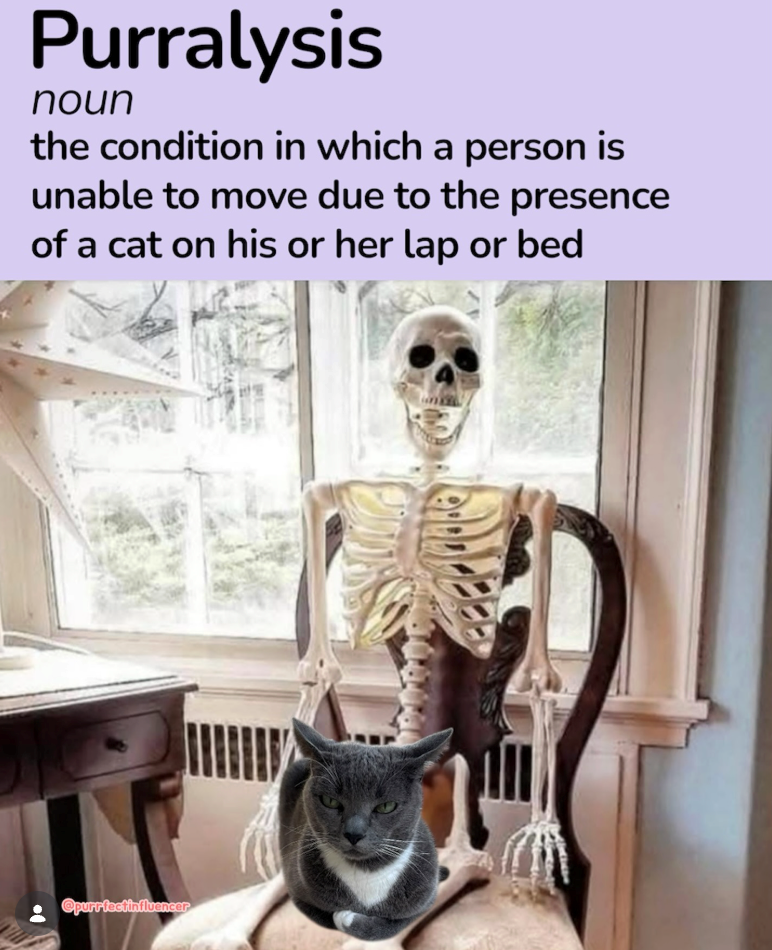 Purralysis noun the condition in which a person is unable to move due to the presence of a cat on his or her lap or bed Opurrfectinfluencer