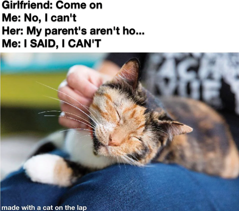 Girlfriend: Come on Me: No, I can't Her: My parent's aren't ho... Me: I SAID, I CAN'T made with a cat on the lap