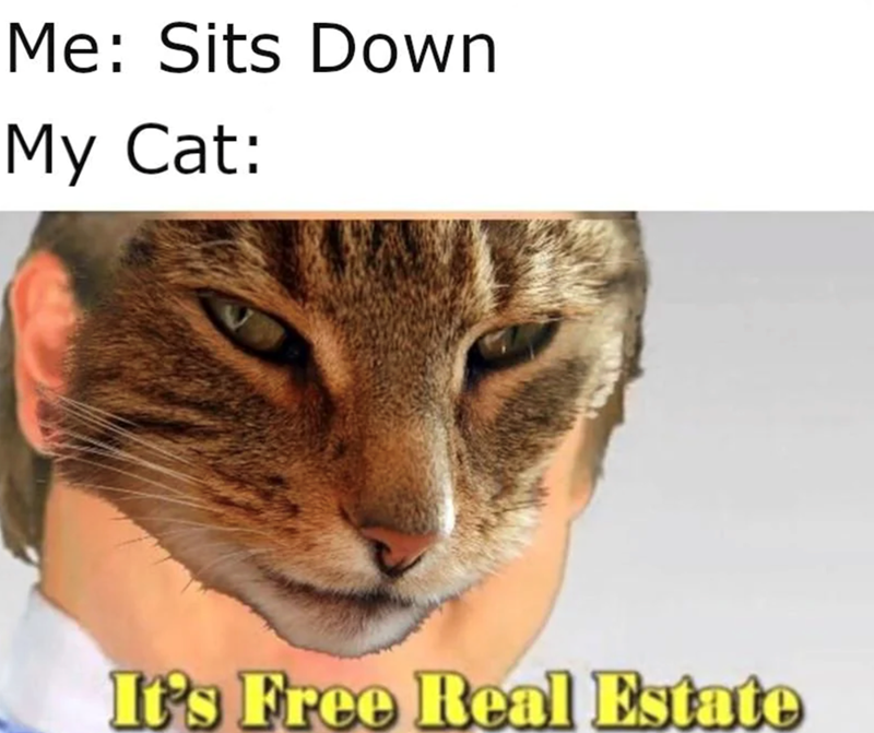 Me: Sits Down My Cat: It's Free Real Estate