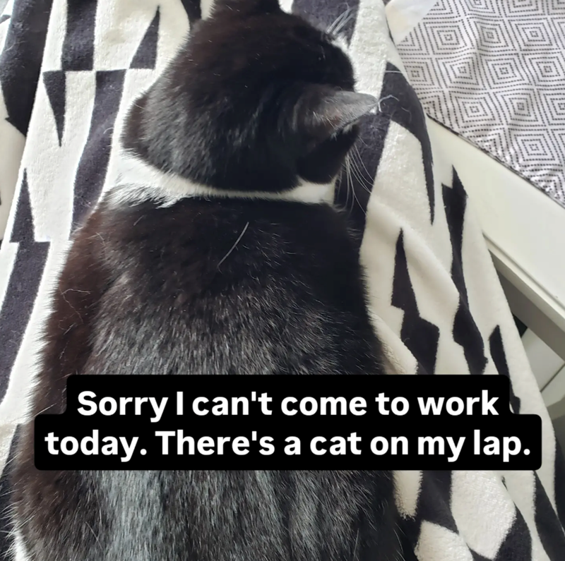 Sorry I can't come to work today. There's a cat on my lap.