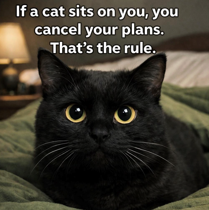 If a cat sits on you, you cancel your plans. That's the rule.