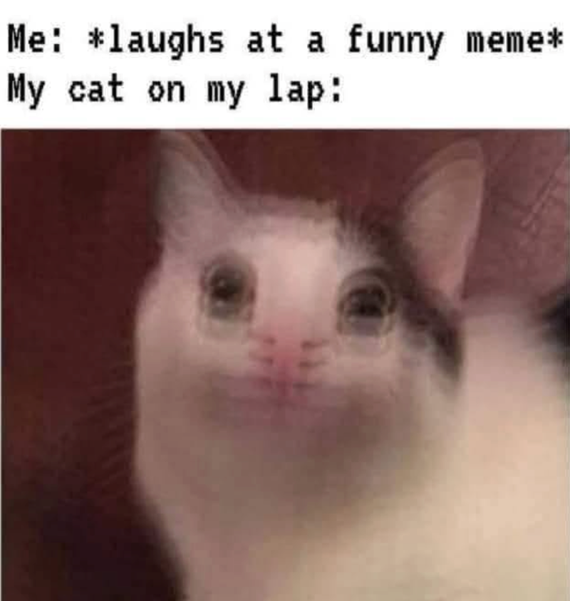 Me: *laughs at a funny meme* My cat on my lap: