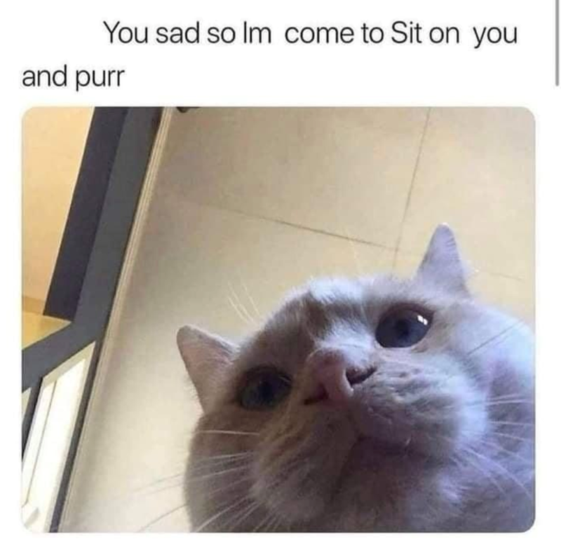 You sad so Im come to Sit on you and purr