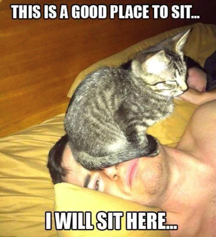 THIS IS A GOOD PLACE TO SIT... I WILL SIT HERE...