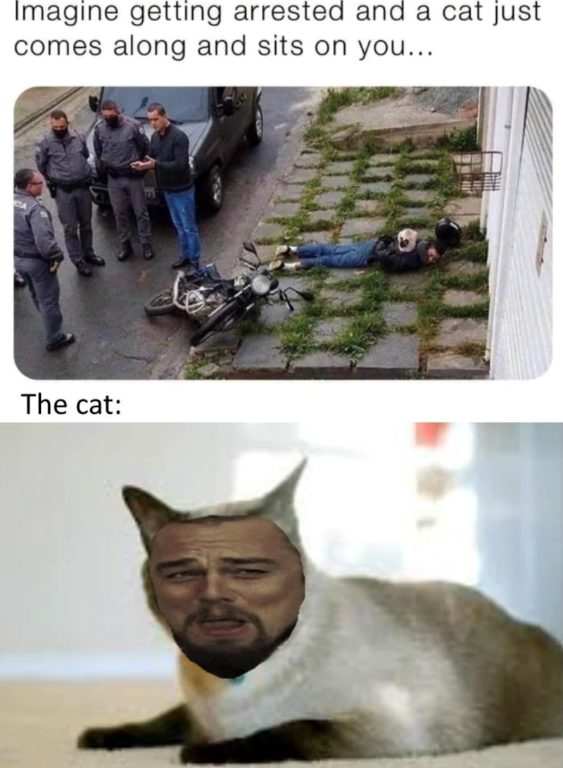 Imagine getting arrested and a cat just comes along and sits on you... The cat: