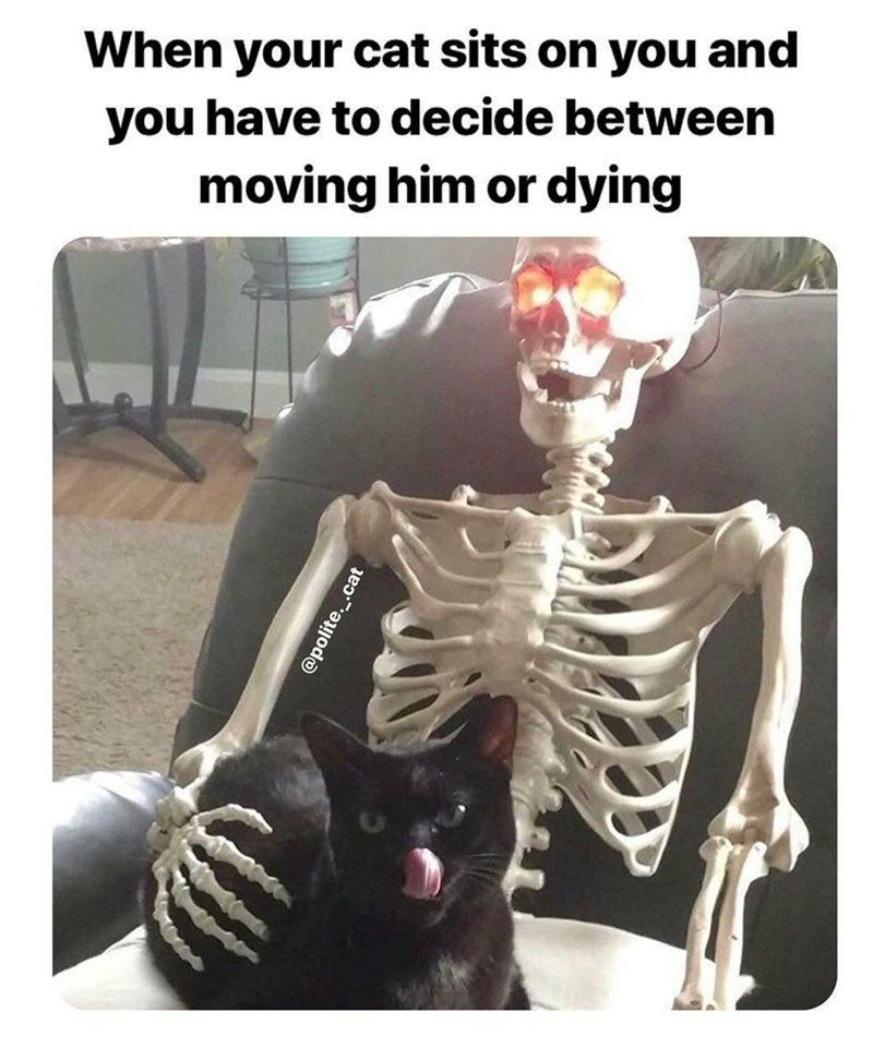 When your cat sits on you and you have to decide between moving him or dying @polite._.cat
