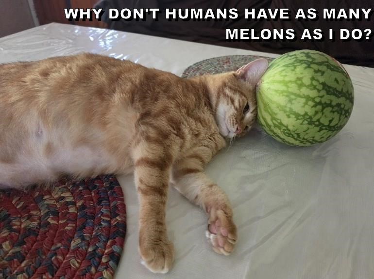 Cheezburger Image 10648192256