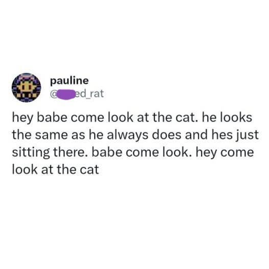 pauline ed_rat hey babe come look at the cat. he looks the same as he always does and hes just sitting there. babe come look. hey come look at the cat