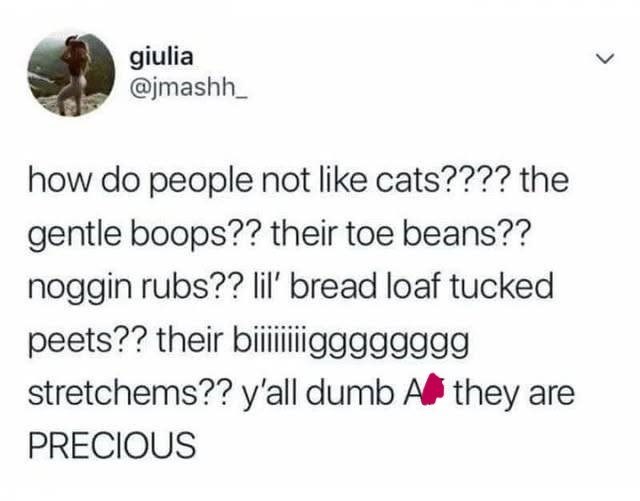giulia @jmashh_ how do people not like cats???? the gentle boops?? their toe beans?? noggin rubs?? lil' bread loaf tucked peets?? their bigggggggg stretchems?? y'all dumb A they are PRECIOUS