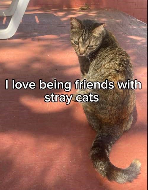 I love being friends with stray cats