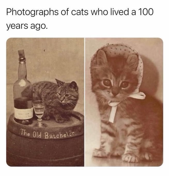 Photographs of cats who lived a 100 years ago. The Old Batchelor
