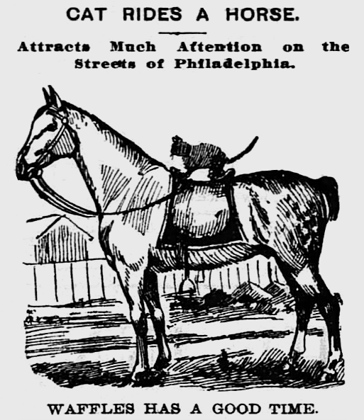 CAT RIDES A HORSE. Attracts on the Much Aftention Streets of Philadelphia. WAFFLES HAS A GOOD TIME.