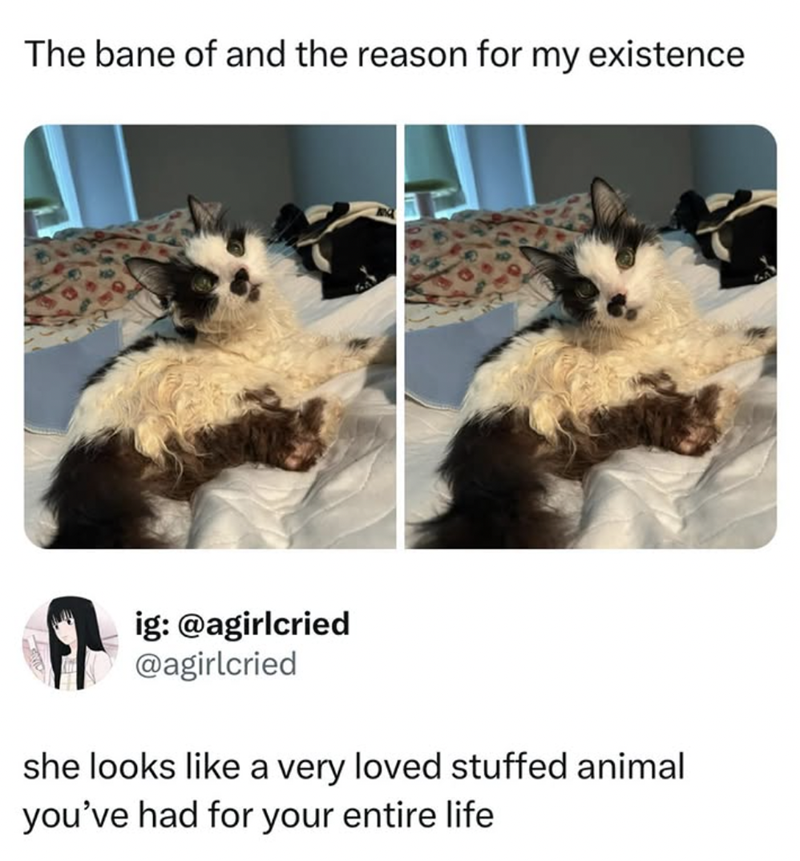 The bane of and the reason for my existence ig: @agirlcried @agirlcried she looks like a very loved stuffed animal you've had for your entire life