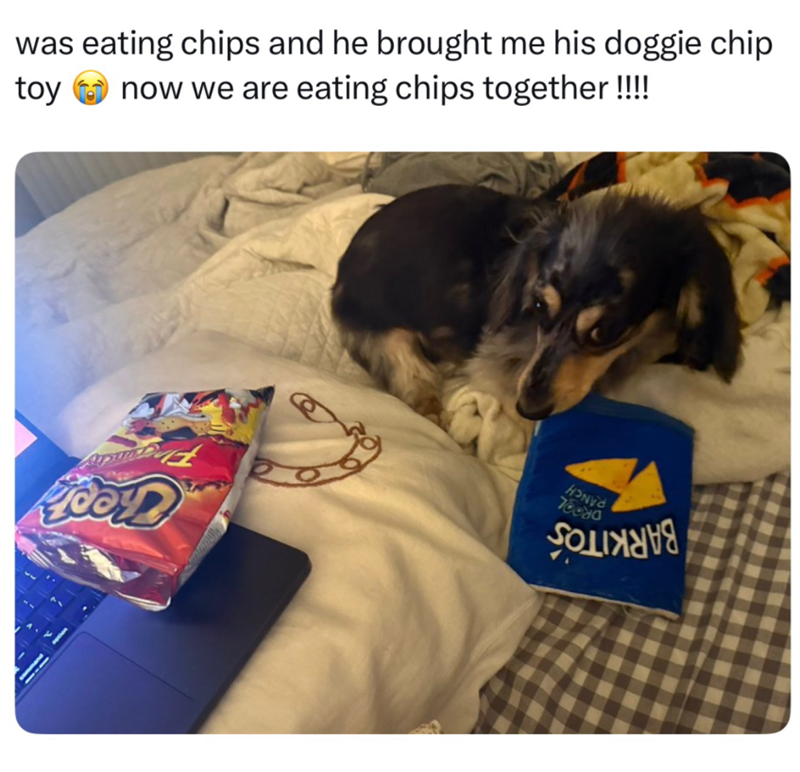 was eating chips and he brought me his doggie chip toy now we are eating chips together !!!! cer HONDA 78080