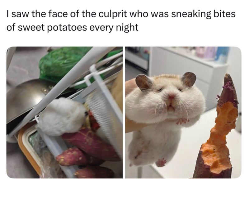 I saw the face of the culprit who was sneaking bites of sweet potatoes every night