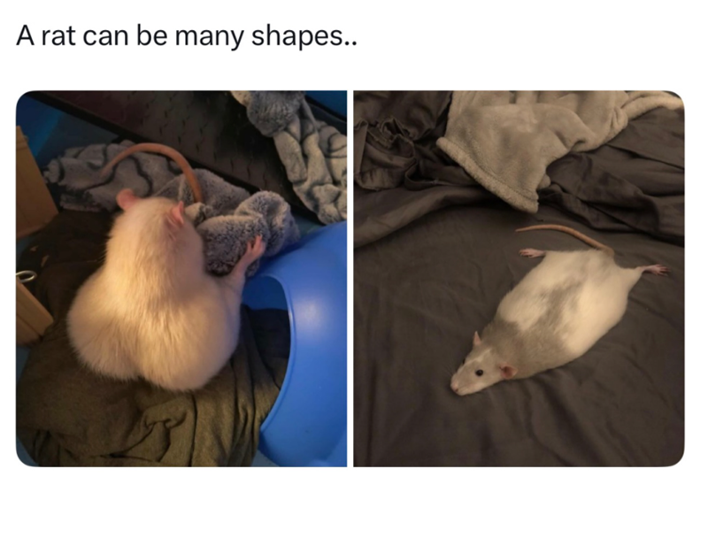 A rat can be many shapes..