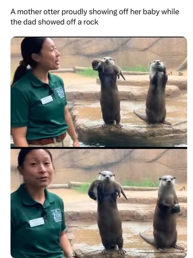 A mother otter proudly showing off her baby while the dad showed off a rock ZOO ZOO