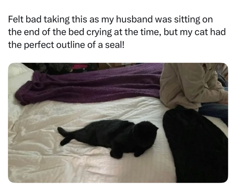 Felt bad taking this as my husband was sitting on the end of the bed crying at the time, but my cat had the perfect outline of a seal!