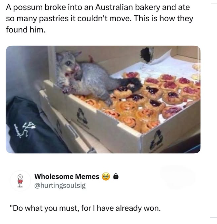 A possum broke into an Australian bakery and ate so many pastries it couldn't move. This is how they found him. Wholesome Memes @hurtingsoulsig "Do what you must, for I have already won. LA