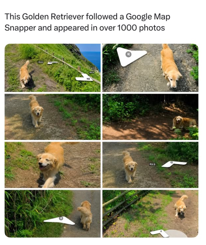 This Golden Retriever followed a Google Map Snapper and appeared in over 1000 photos 죽도길