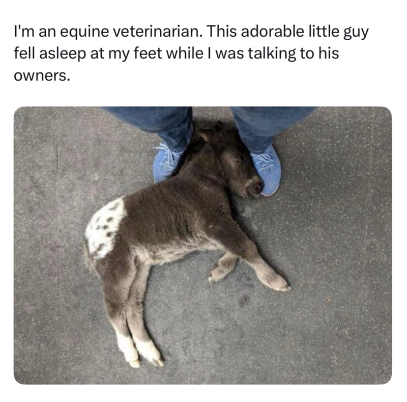 I'm an equine veterinarian. This adorable little guy fell asleep at my feet while I was talking to his owners.