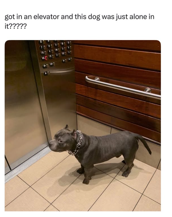 got in an elevator and this dog was just alone in it?????