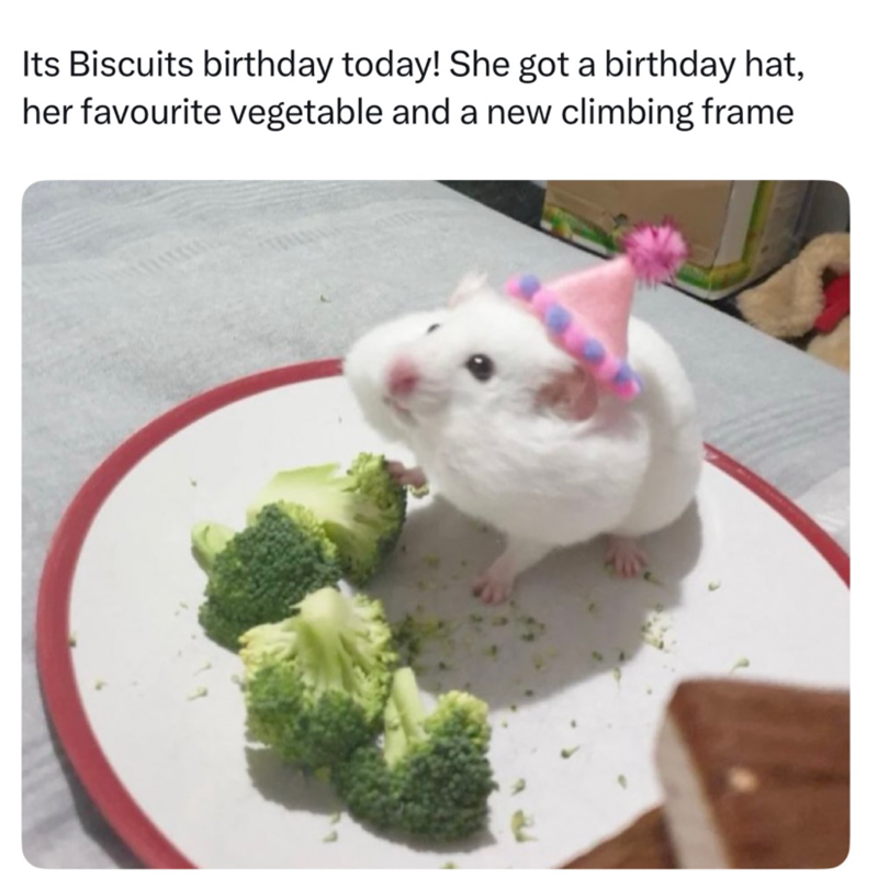 Its Biscuits birthday today! She got a birthday hat, her favourite vegetable and a new climbing frame