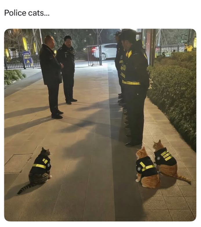 Police cats...