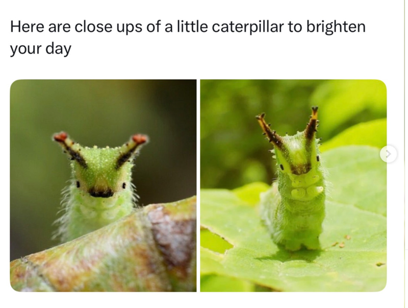 Here are close ups of a little caterpillar to brighten your day