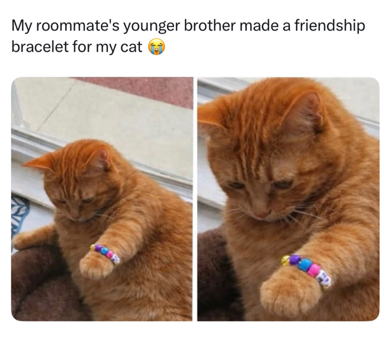 My roommate's younger brother made a friendship bracelet for my cat