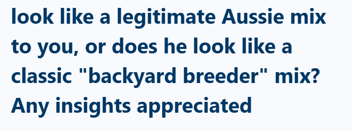 look like a legitimate Aussie mix to you, or does he look like a classic "backyard breeder" mix? Any insights appreciated