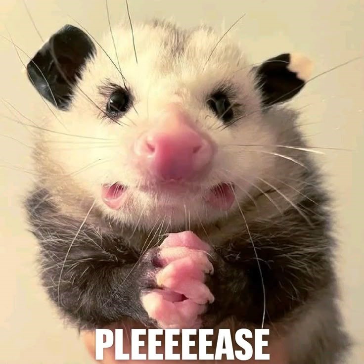 PLEEEEEASE