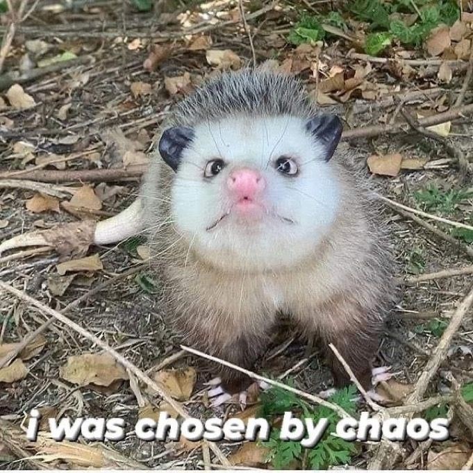 i was chosen by chaos