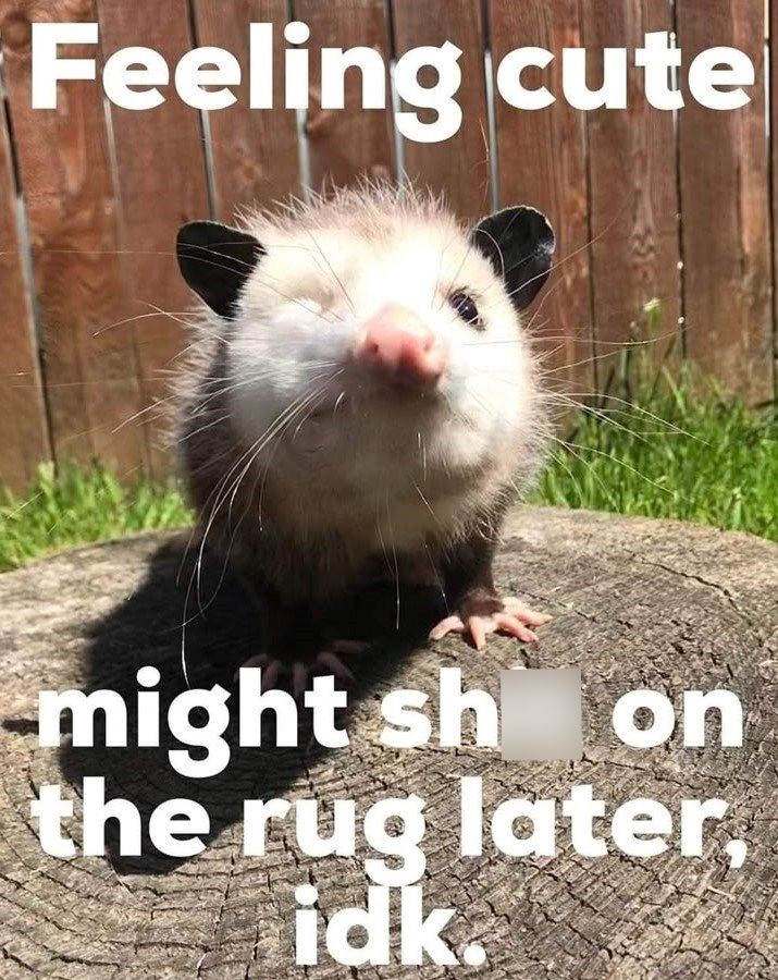 Feeling cute might sh on the rug later, idk.