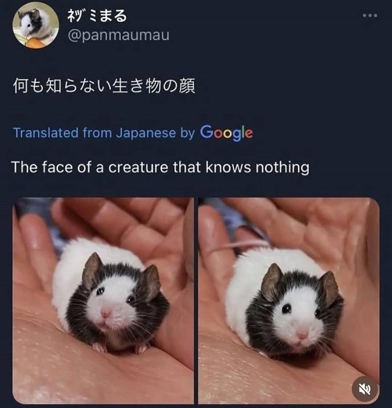 ネヅミまる @panmaumau 何も知らない生き物の顔 Translated from Japanese by Google The face of a creature that knows nothing 800