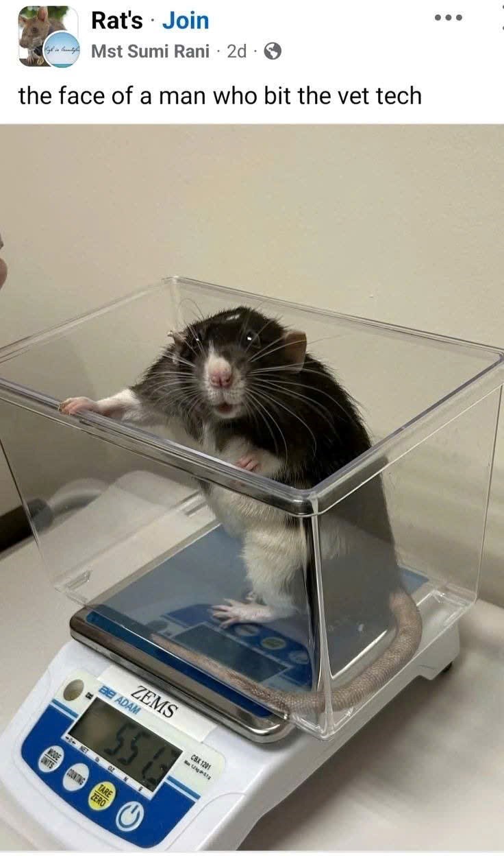 Rat's Join . Mst Sumi Rani 2d. the face of a man who bit the vet tech ZEMS BE ADAM 55 --NET 02 N CBX 1201 TARE COUNTING ZERO