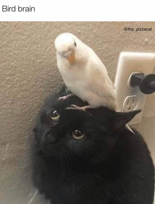 Bird brain @the_pizzacat