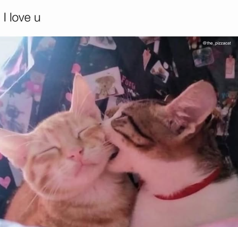 I love u For @the_pizzacat