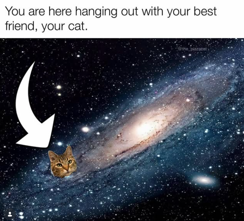 You are here hanging out with your best friend, your cat. @the_pizzacat