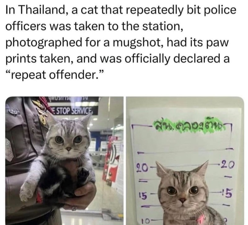 In Thailand, a cat that repeatedly bit police officers was taken to the station, photographed for a mugshot, had its paw prints taken, and was officially declared a "repeat offender." E STOP SERVICE สน.คลองตันก 2151 20 10- 251 -20
