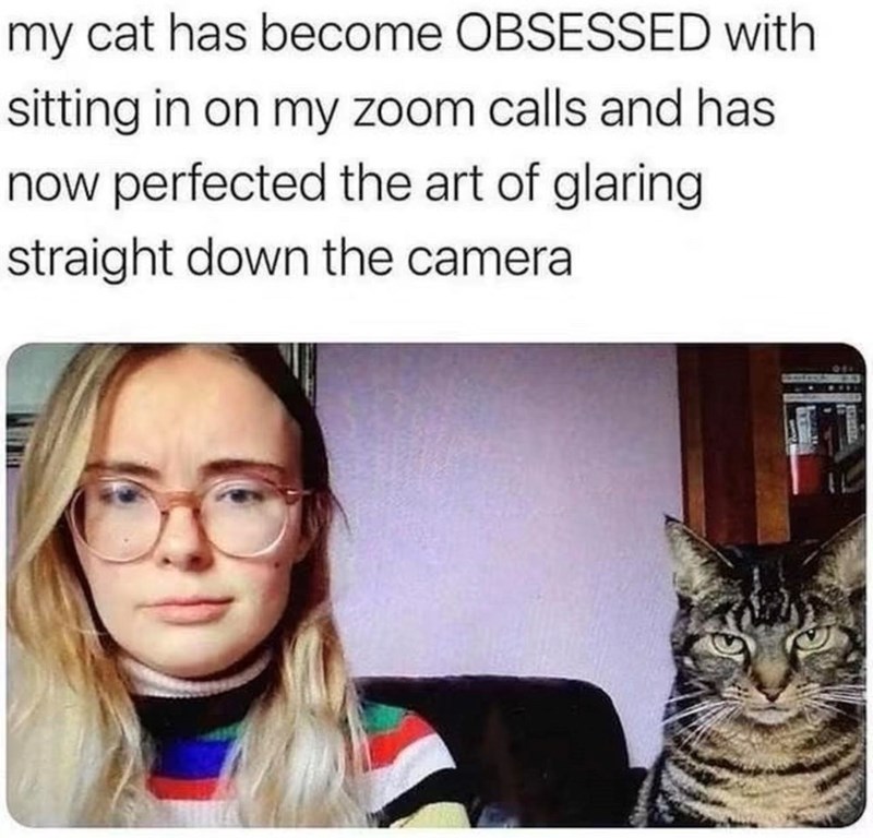 my cat has become OBSESSED with sitting in on my zoom calls and has now perfected the art of glaring straight down the camera