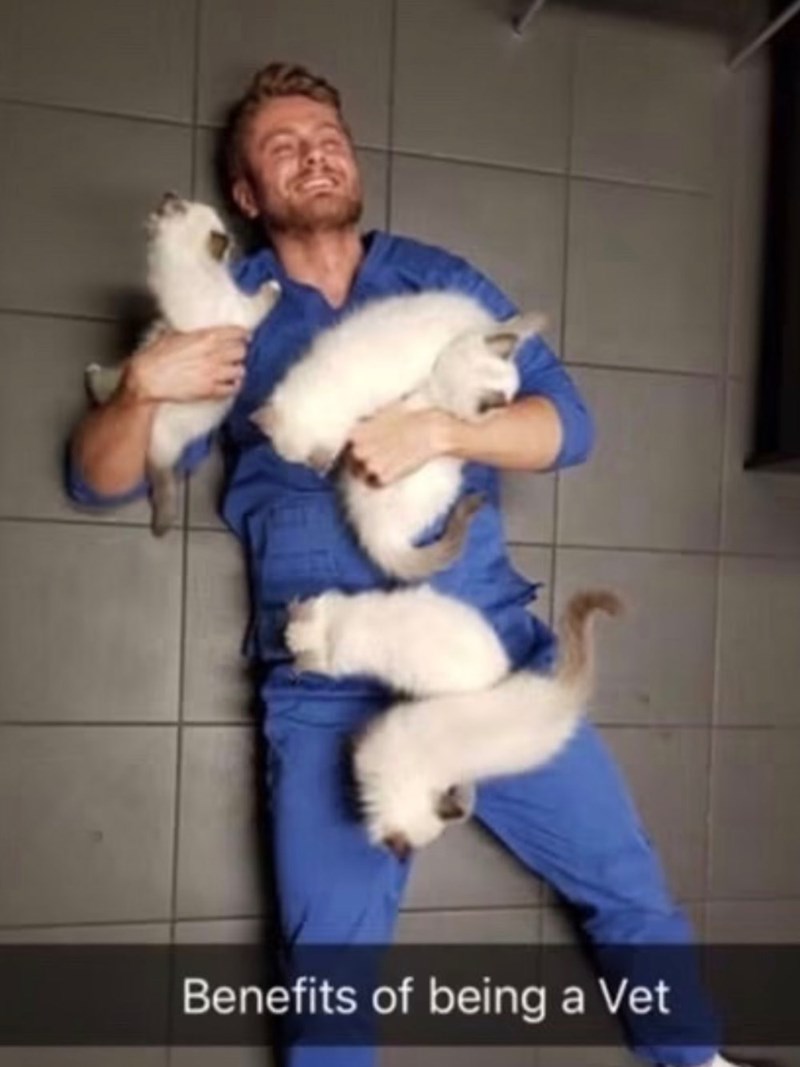 Benefits of being a Vet