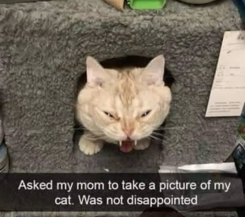 Asked my mom to take a picture of my cat. Was not disappointed