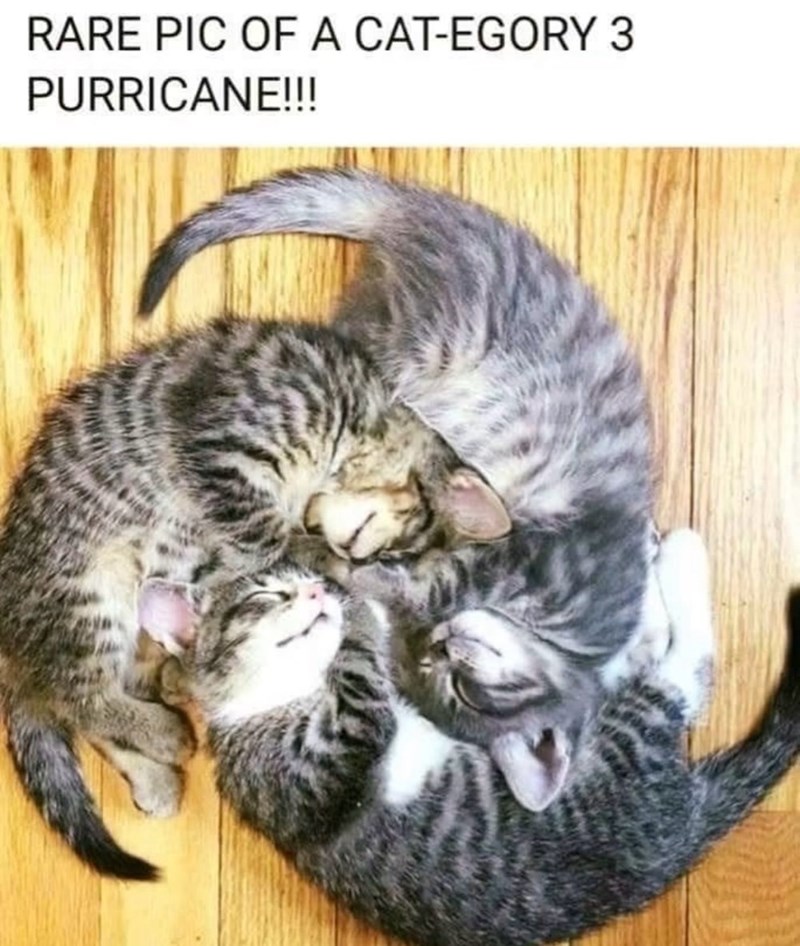 RARE PIC OF A CAT-EGORY 3 PURRICANE!!!