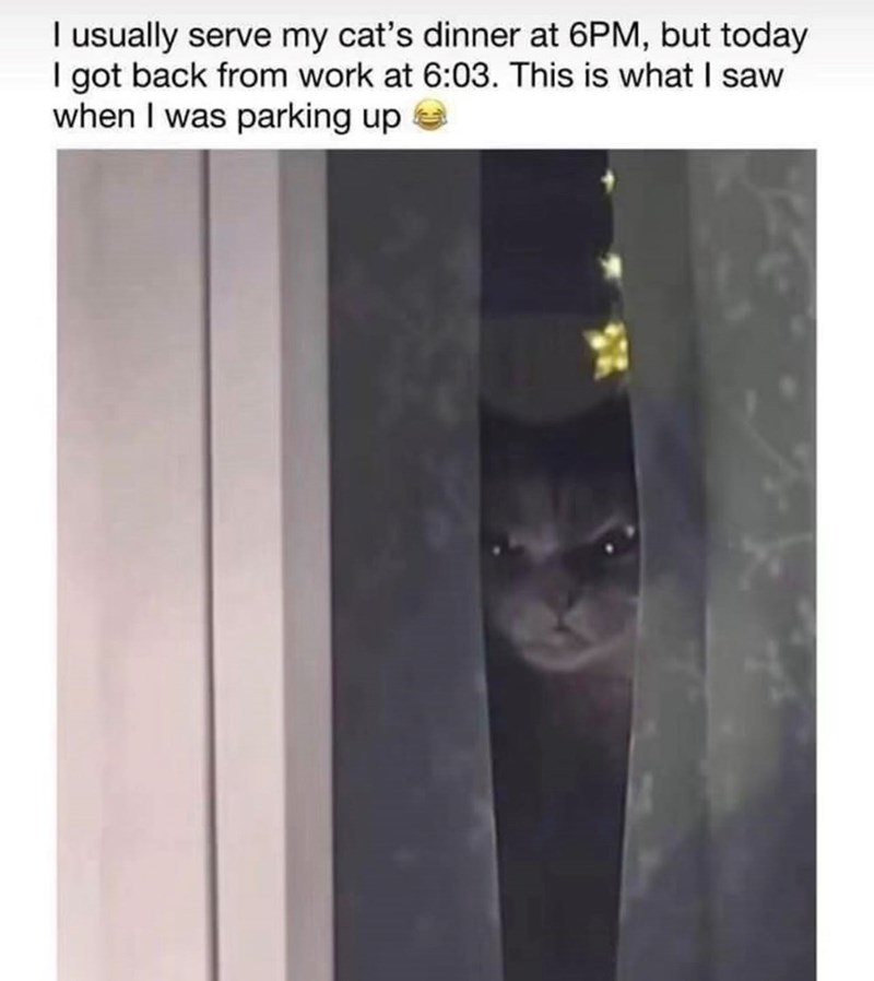 I usually serve my cat's dinner at 6PM, but today I got back from work at 6:03. This is what I saw when I was parking up e