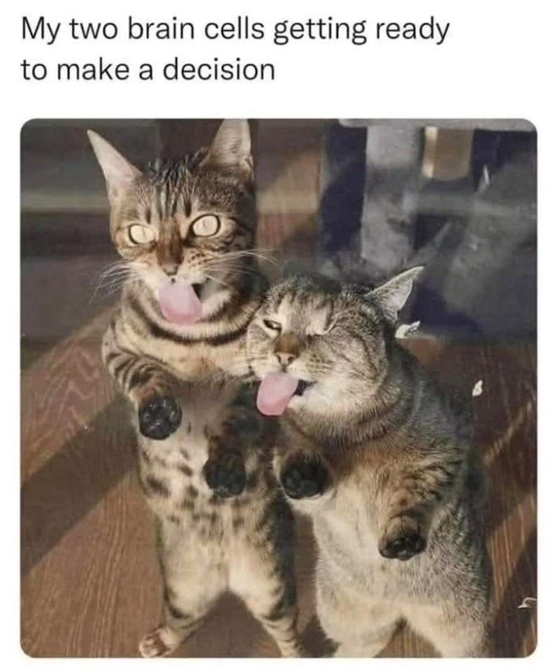 My two brain cells getting ready to make a decision