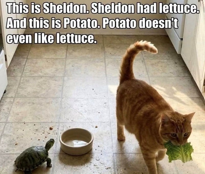This is Sheldon. Sheldon had lettuce. And this is Potato. Potato doesn't even like lettuce.