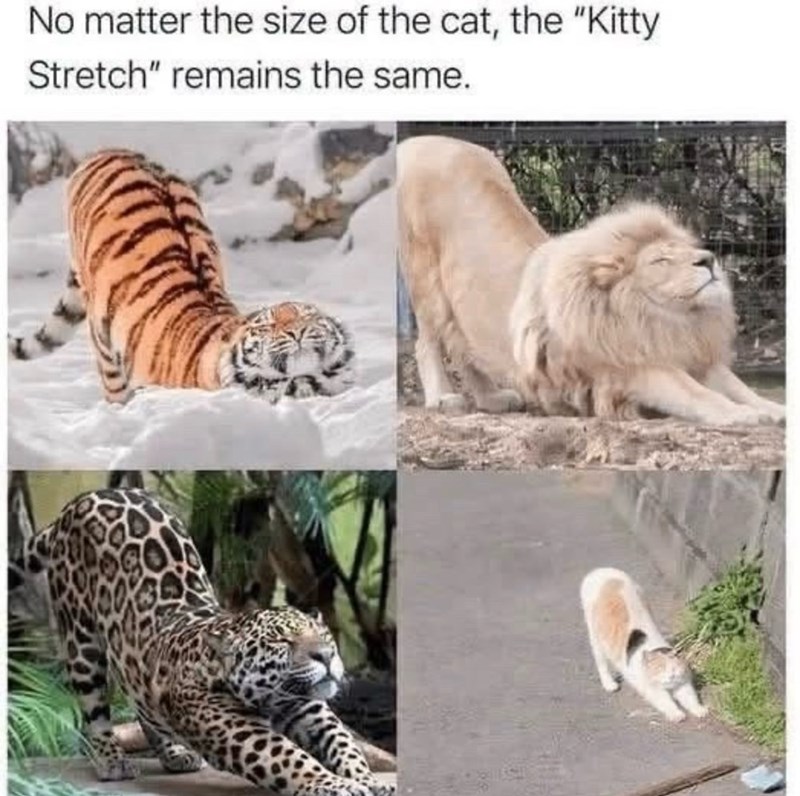 No matter the size of the cat, the "Kitty Stretch" remains the same.